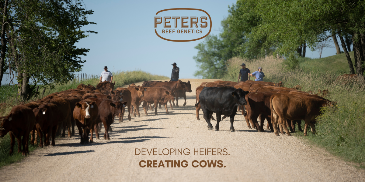 Peters Beef Genetics