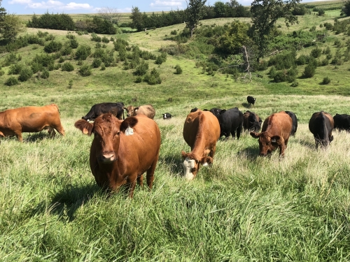 Cows pasture