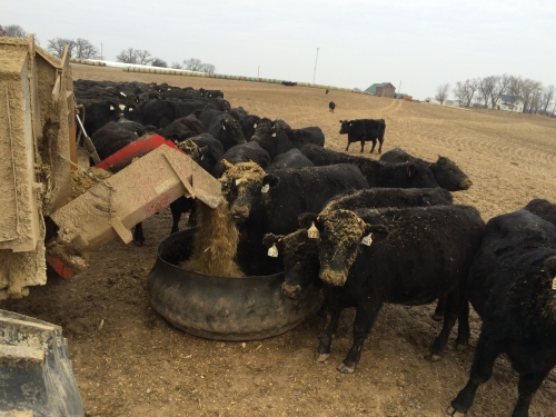 Black Hfrs tires of silage