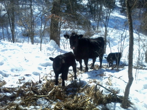 Cows-calves in snow