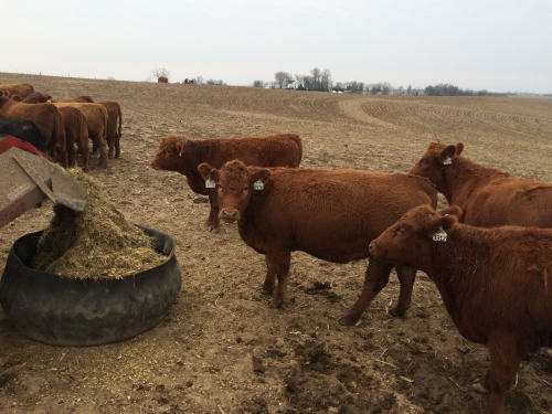 Red Hfrs tires of silage